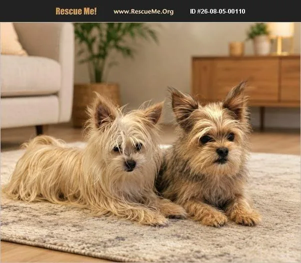 A young small-sized male Golden Yorkshire Terrier dog named Teddy & Freddy for adoption in Miami, FL