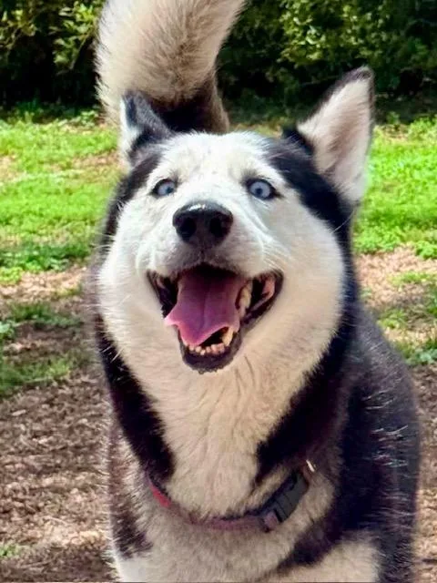 A young medium-sized female Husky dog named Mandy for adoption in New Smyrna Beach, FL