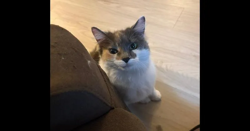 An adult large-sized female Domestic Long Hair cat named Pretty Girl for adoption in Wilmington, NC