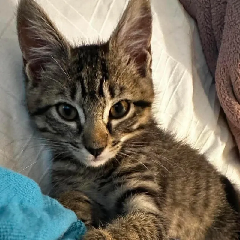 A baby small-sized female Brown / Chocolate Domestic Short Hair cat named Saturn SnugglesAA for adoption in Tallahassee, FL