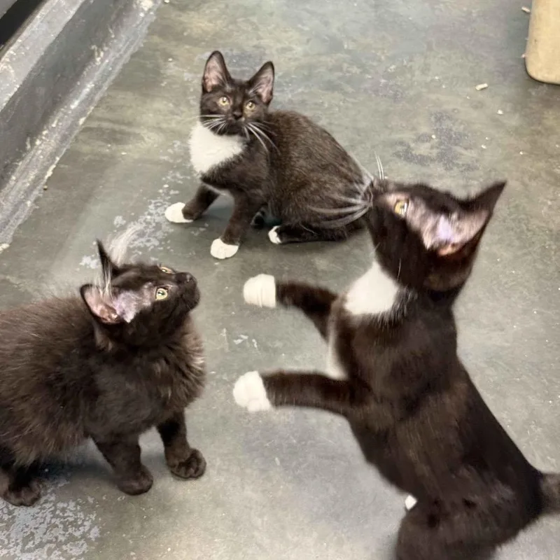 A baby small-sized male Domestic Short Hair cat named Geoff for adoption in Cumming, GA
