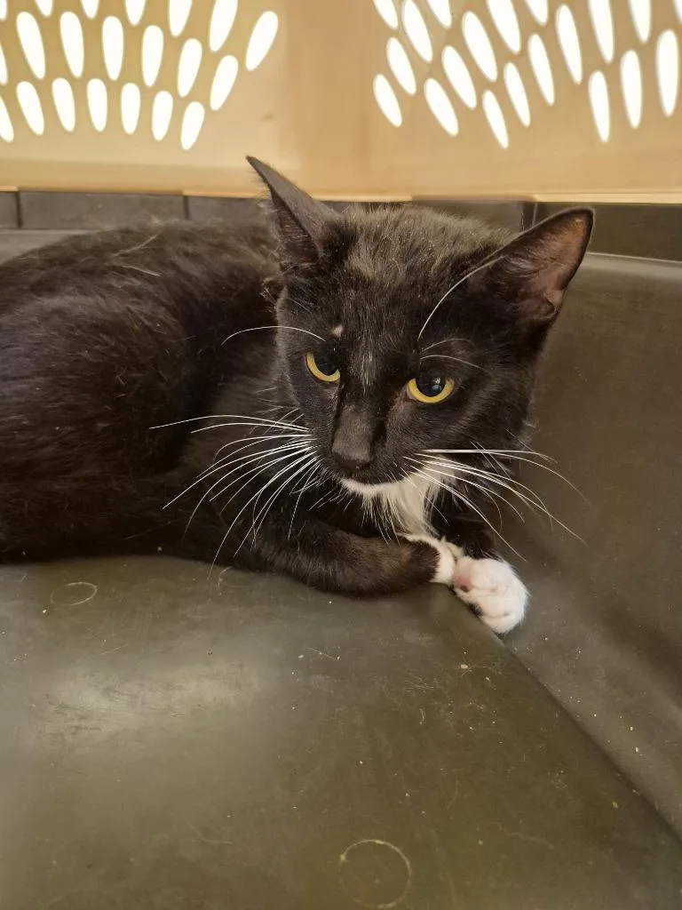A young small-sized female Domestic Short Hair cat named Moon Pie for adoption in Crossville, TN