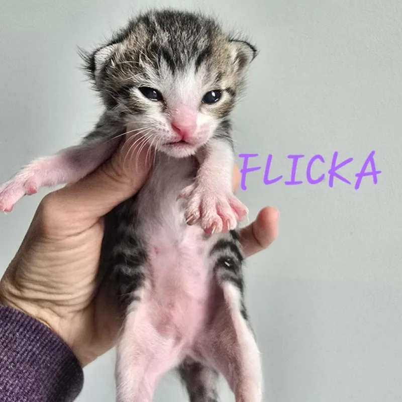 Flicka