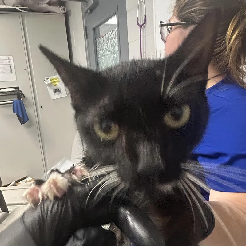 A young medium-sized female Black Domestic Short Hair cat named Tuck for adoption in Greenville, SC