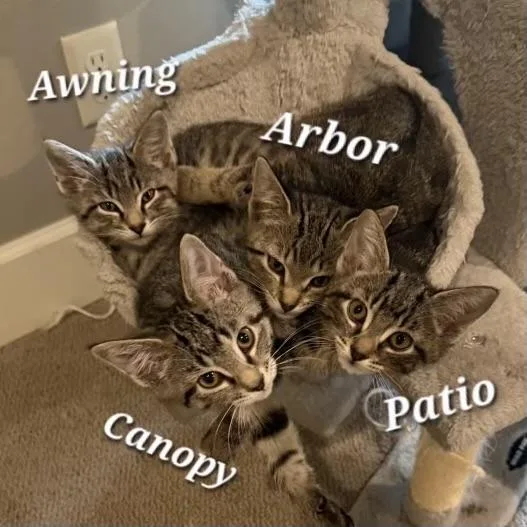 A baby small-sized male Tabby (Buff / Tan / Fawn) Domestic Short Hair cat named Arbor Patio for adoption in Bentonville, AR