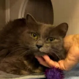 A young medium-sized female Gray / Blue / Silver Domestic Medium Hair cat named Cloe for adoption in Washington, DC