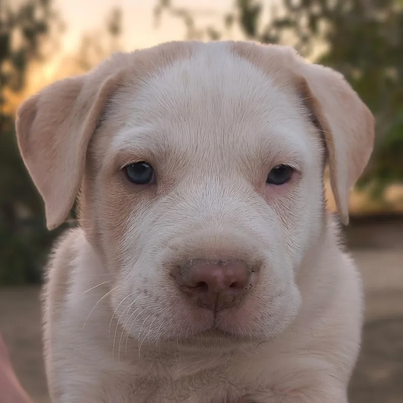 A baby medium-sized male Pit Bull Terrier dog named Poe for adoption in Avon, CT