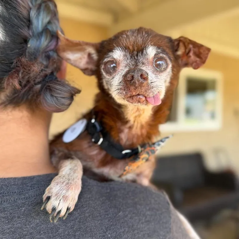 A senior small-sized male Brown / Chocolate Chihuahua dog named Bernard for adoption in Ramona, CA