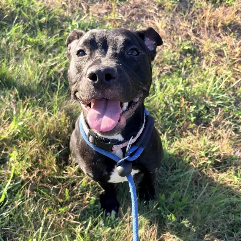 A young medium-sized female Pit Bull Terrier dog named Cruella for adoption in Allegan, MI