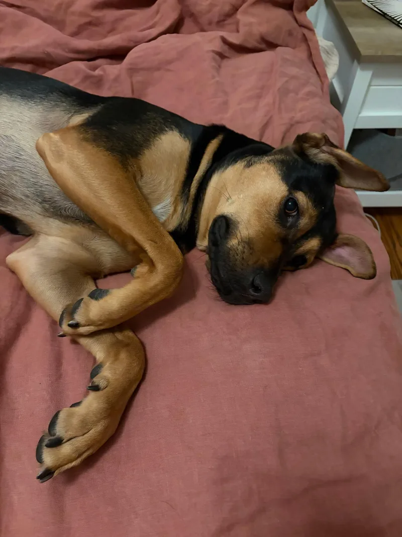 A baby medium-sized female Shepherd dog named Riley for adoption in oriskany, NY