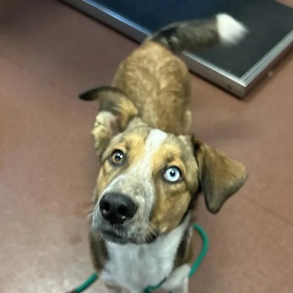 A young medium-sized male Australian Cattle Dog / Blue Heeler dog named Hammy for adoption in Dublin, CA