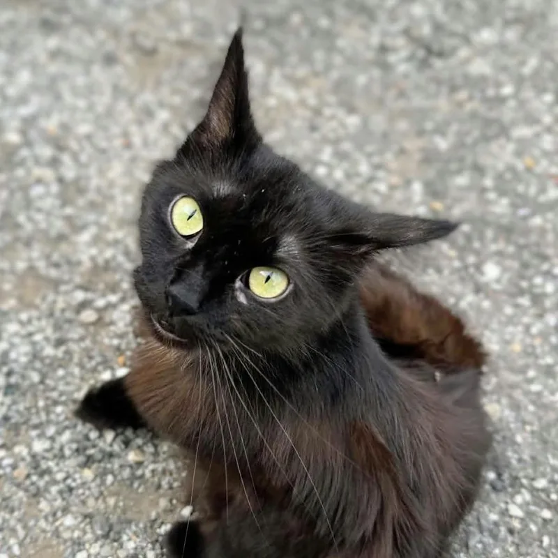 A young small-sized female Domestic Long Hair cat named Ruby for adoption in Carmel, IN