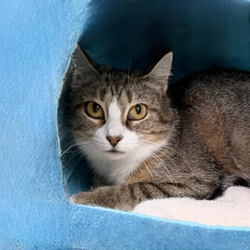 A young small-sized female Domestic Short Hair cat named Matcha for adoption in State College, PA