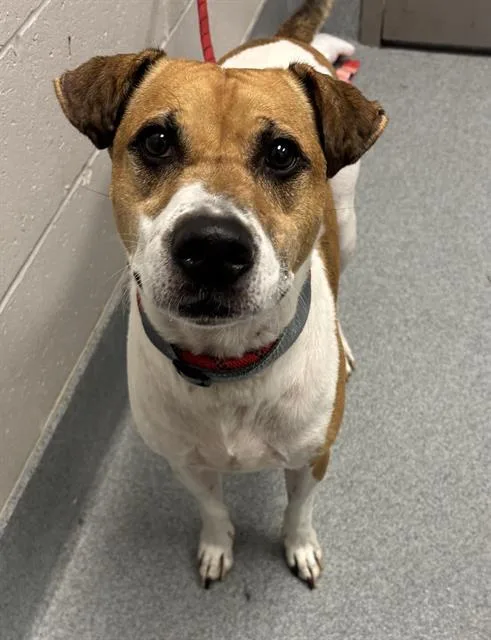 An adult large-sized male Labrador Retriever dog named Ll Beans for adoption in Indianapolis, IN