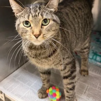 A young medium-sized female Brown / Chocolate Domestic Short Hair cat named Lainey Reid for adoption in Columbia, MO
