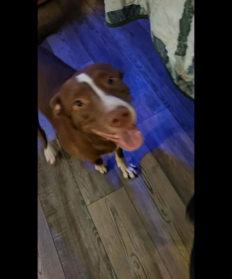A young medium-sized male Pit Bull Terrier dog named Buster Gee for adoption in Zimmerman, MN