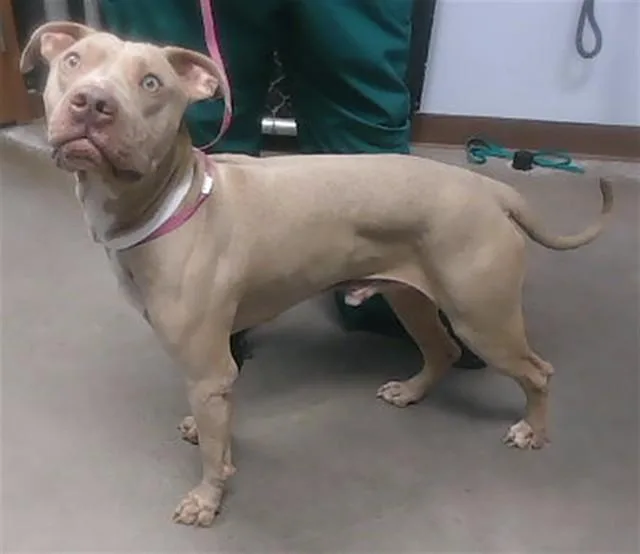 An adult large-sized male Pit Bull Terrier dog named Cashew for adoption in Phoenix, AZ