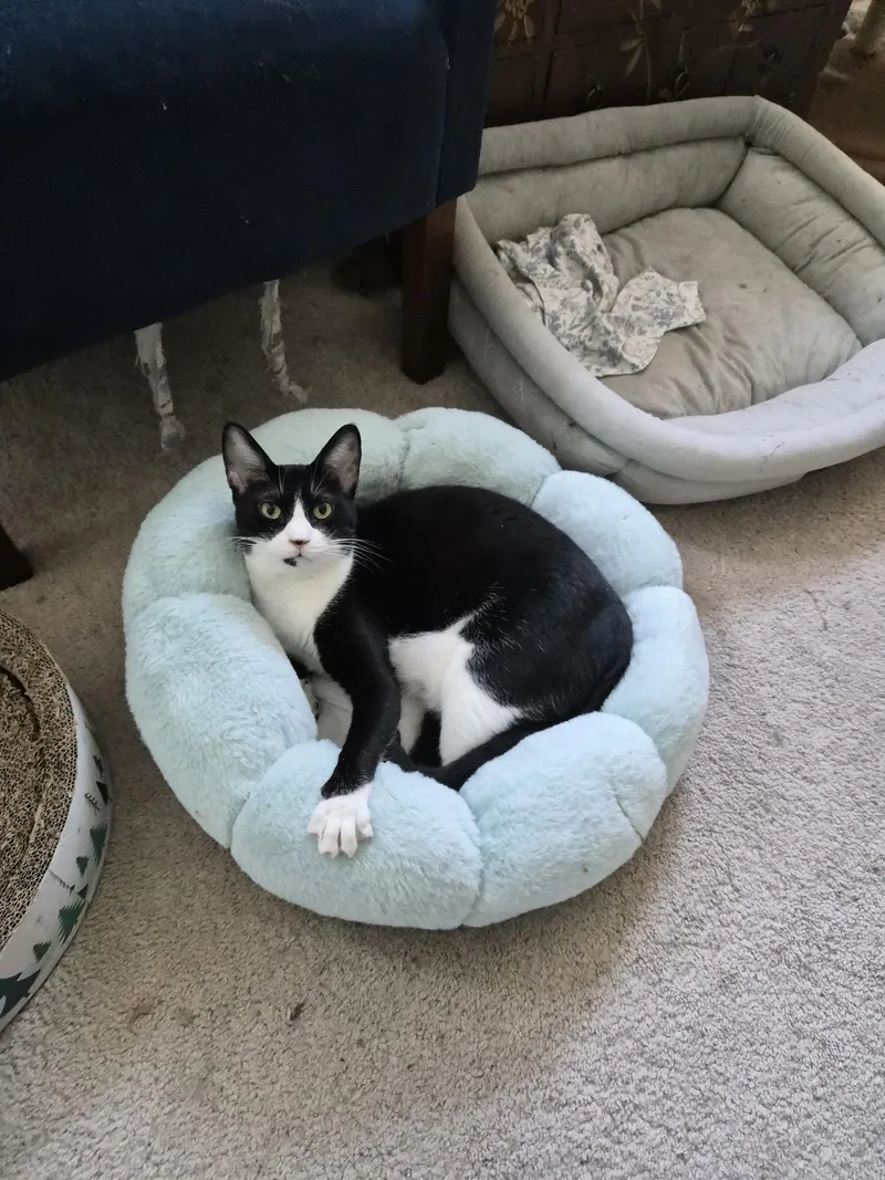 An adult medium-sized female Black & White / Tuxedo Domestic Short Hair cat named Pink for adoption in Herndon, VA