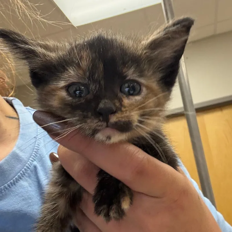A baby small-sized female Tortoiseshell Domestic Short Hair cat named Warhol  U for adoption in Tupelo, MS