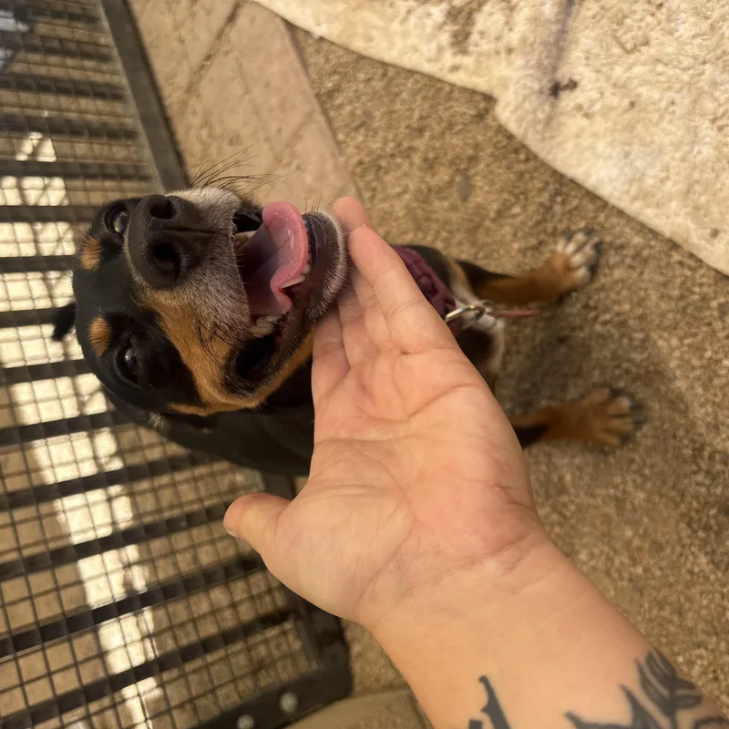 Doppler