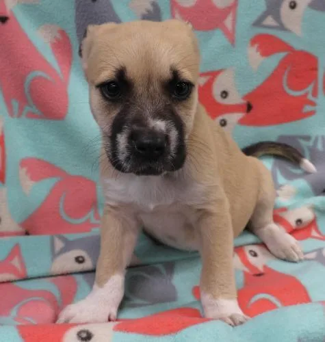 A baby medium-sized female Labrador Retriever dog named Auri for adoption in Thief River Falls, MN