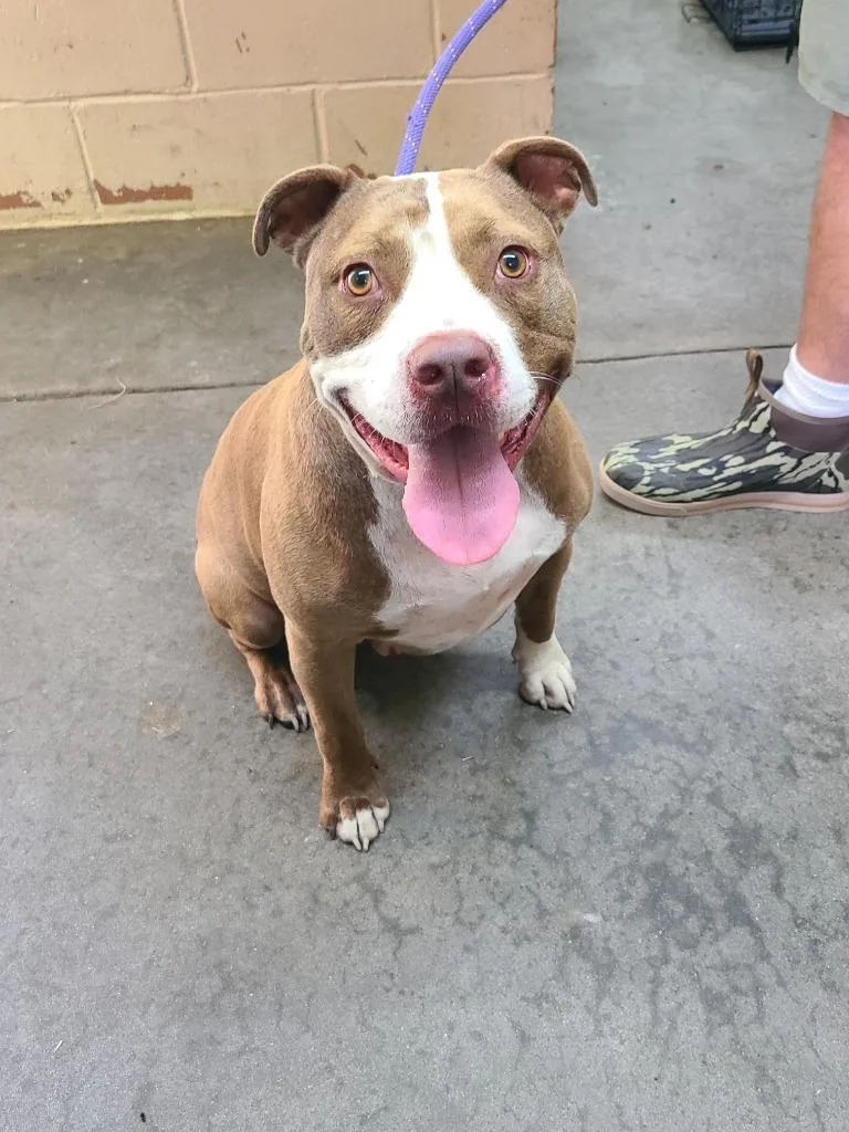 A young medium-sized male Pit Bull Terrier dog named Scotty for adoption in Swainsboro, GA