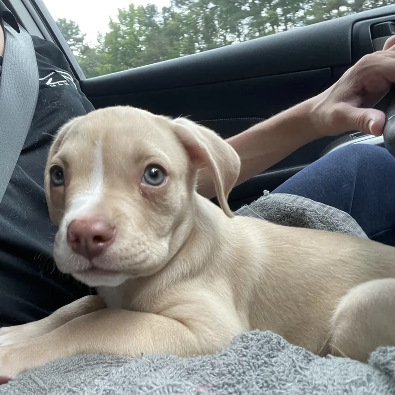 A baby medium-sized male White / Cream Pit Bull Terrier dog named Donkey for adoption in Richmond, VA