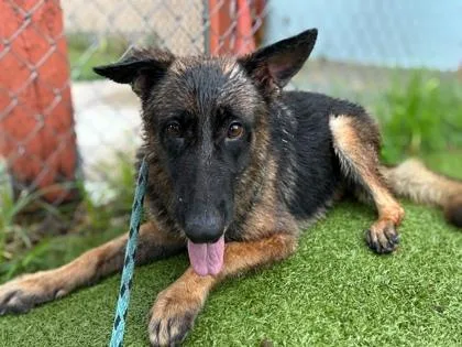 An adult large-sized female German Shepherd Dog dog named Benihana for adoption in Gainesville, FL