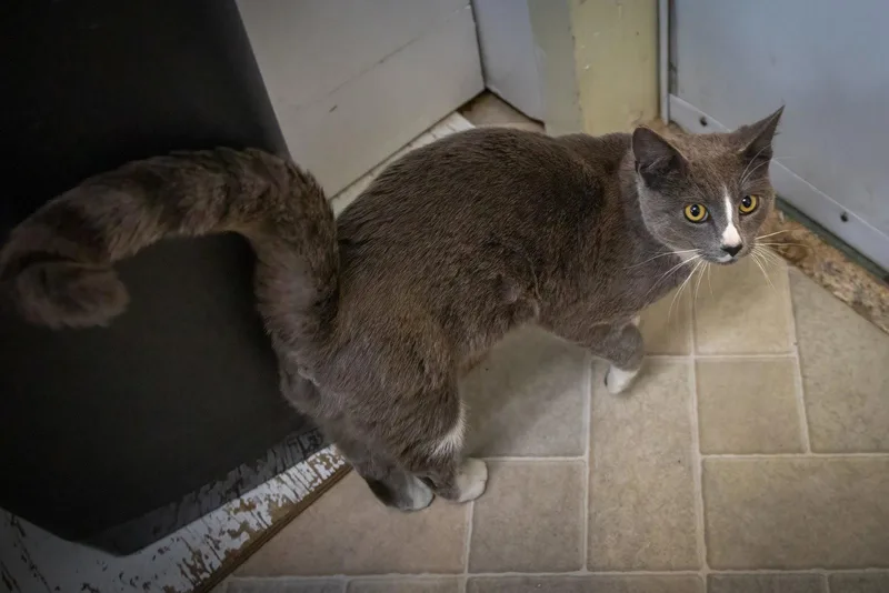 An adult medium-sized female Tuxedo cat named Quill for adoption in Greenville, DE
