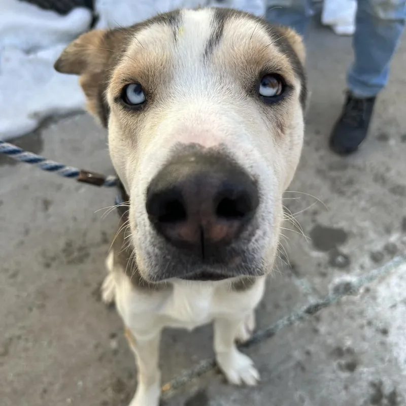 An adult large-sized male Brown / Chocolate Husky dog named Ace for adoption in Newark, NJ