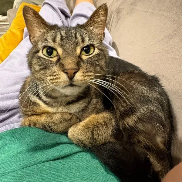 An adult medium-sized female Domestic Short Hair cat named Baby for adoption in Des Moines, IA