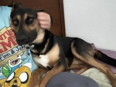 A young large-sized female German Shepherd Dog dog named Ladybug for adoption in Liverpool, TX