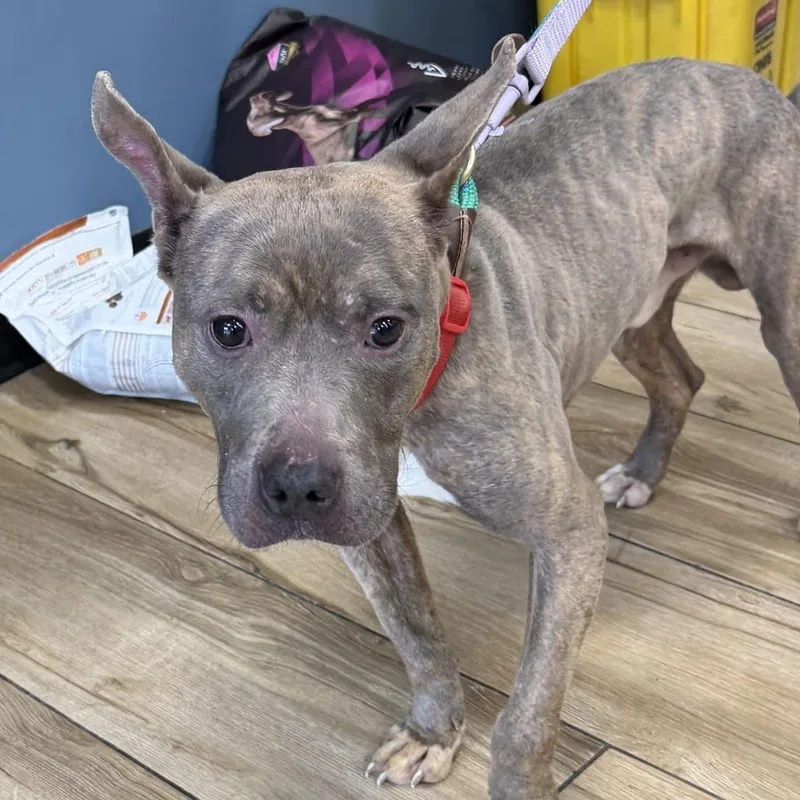 A baby small-sized male Brindle Mixed Breed dog named Salem for adoption in Newark, NJ