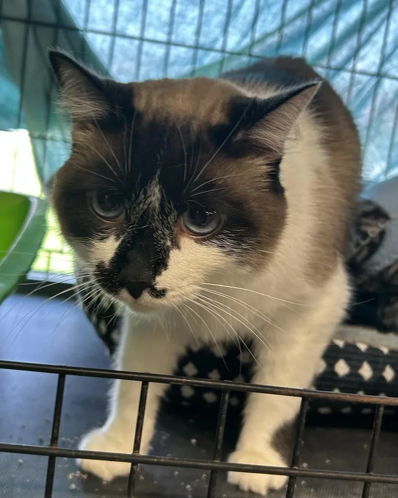 An adult medium-sized female Snowshoe cat named Hazel for adoption in Portland, IN