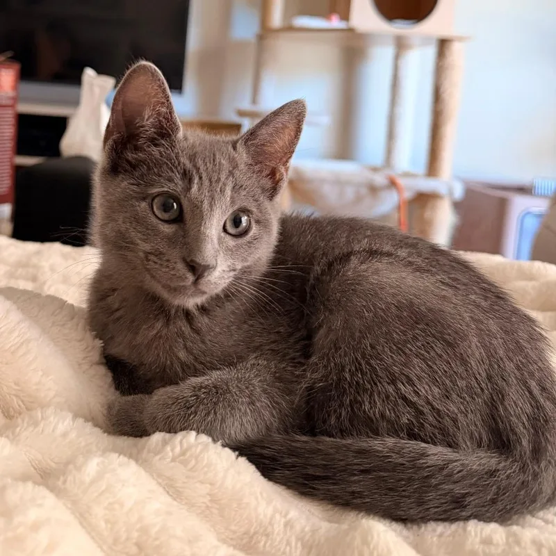 A baby small-sized female Gray / Blue / Silver Domestic Short Hair cat named Seamoss for adoption in Los Angeles, CA
