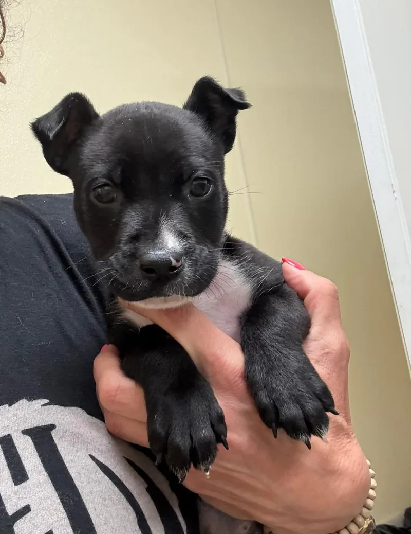 A young small-sized male Terrier dog named Barry for adoption in Littleton, CO