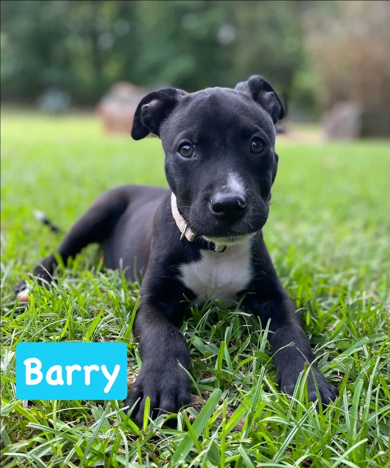 Barry thumbnail 2