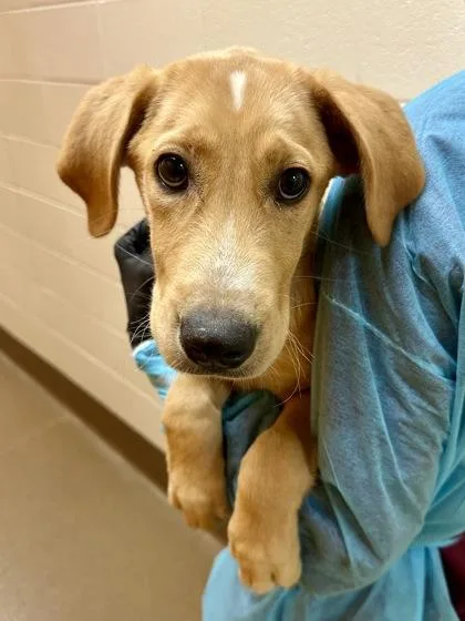 A baby large-sized male Yellow / Tan / Blond / Fawn Mixed Breed dog named Dwight Fairfield for adoption in Wichita, KS