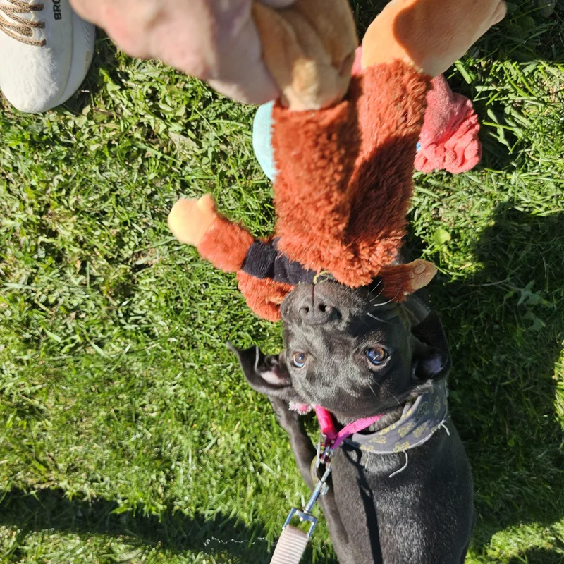 A baby medium-sized female Black Labrador Retriever dog named Ember for adoption in Lapeer, MI