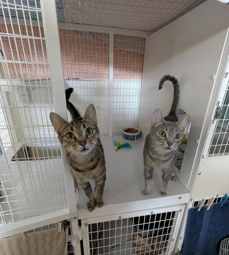 An adult medium-sized female Tabby (Buff / Tan / Fawn) Domestic Short Hair cat named Iris for adoption in Melbourne, FL