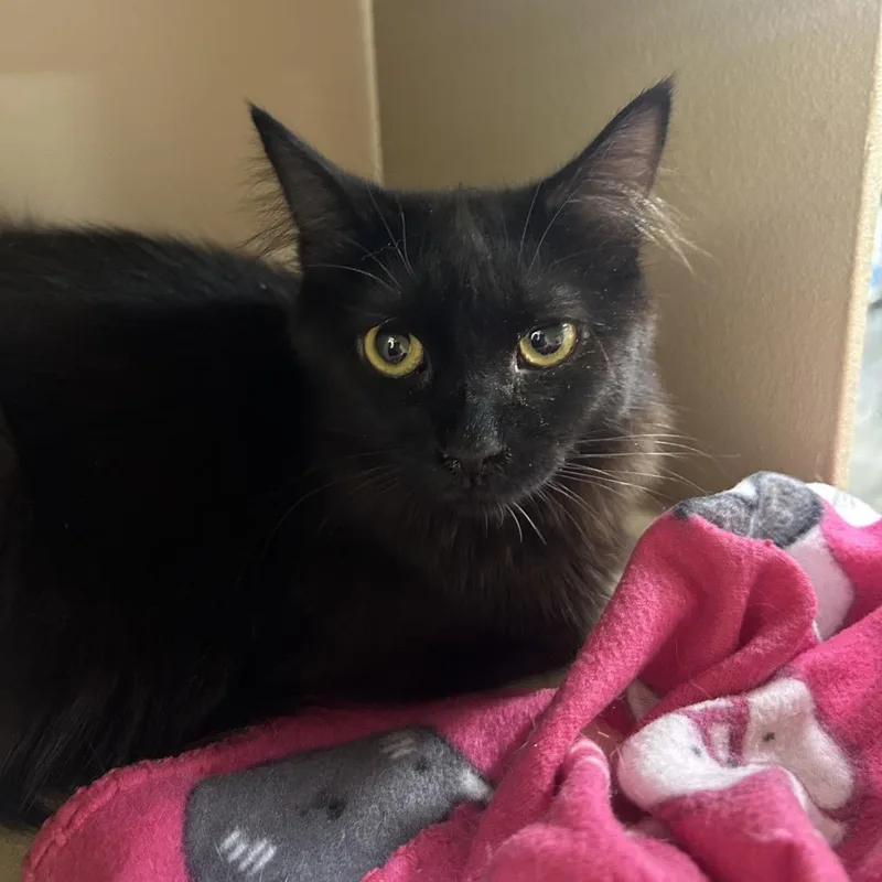 A young small-sized female Black Domestic Long Hair cat named Connecticut for adoption in Hemet, CA