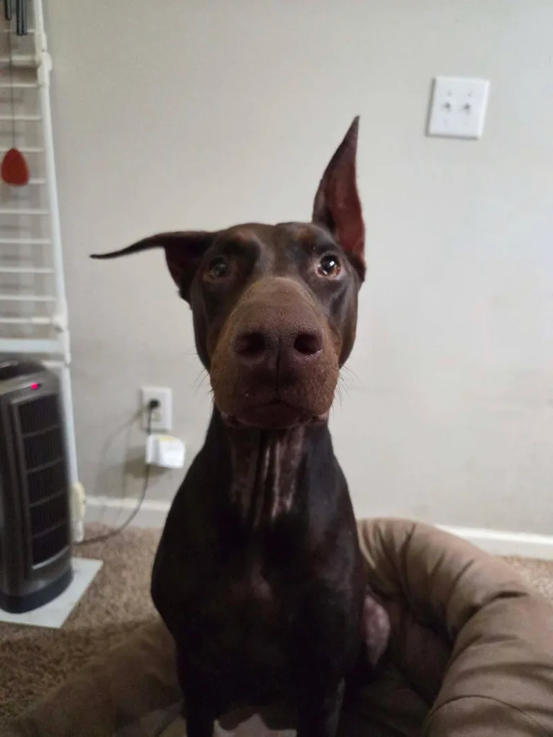 Santos