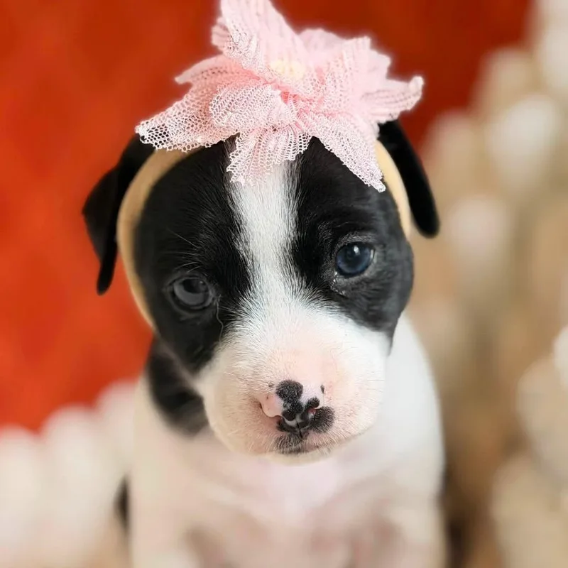 A baby small-sized female White / Cream Jack Russell Terrier dog named Lady for adoption in Allen, TX