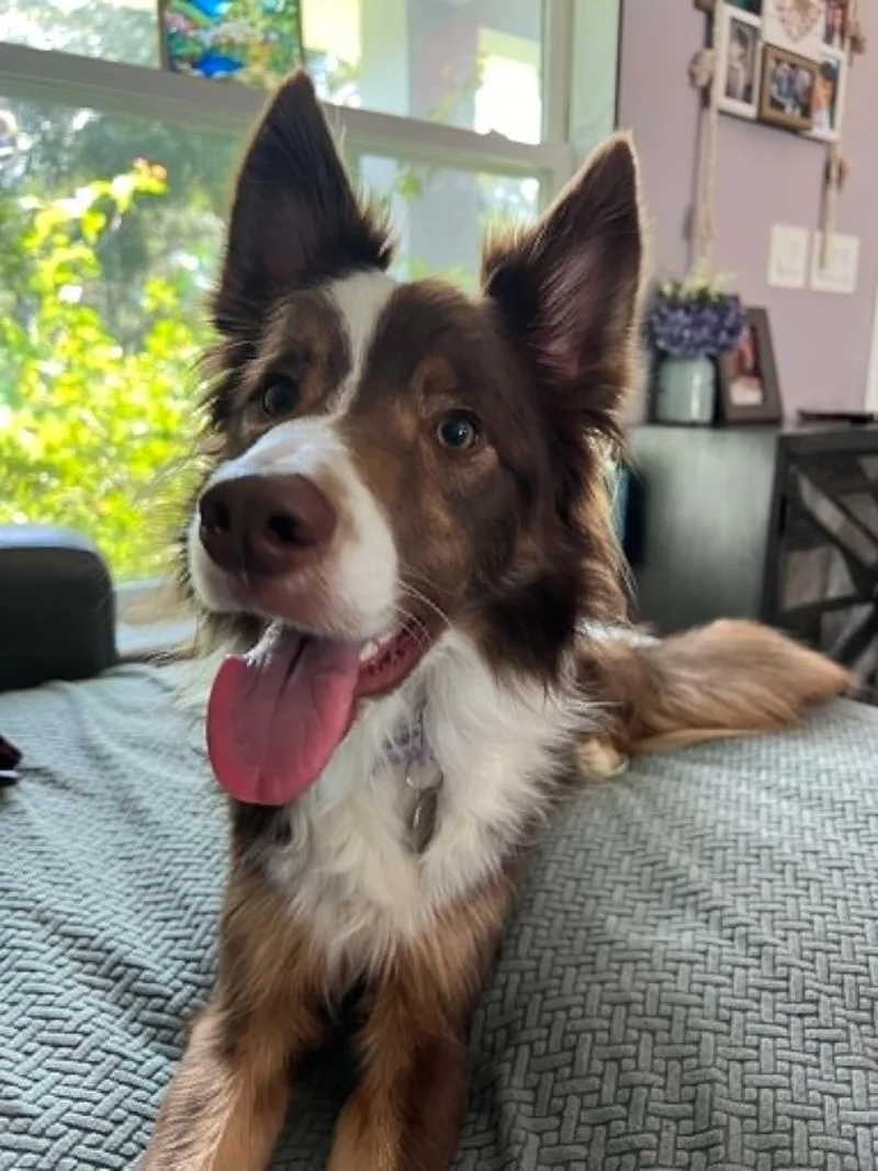 A young medium-sized male Red / Chestnut / Orange Border Collie dog named Jasper Courtesy Listing for adoption in Richmond, VA