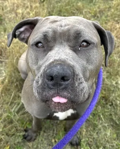 An adult large-sized female Pit Bull Terrier dog named Sephira for adoption in Seattle, WA