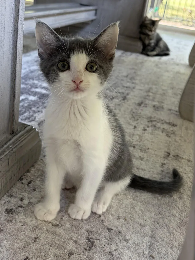 A baby medium-sized male Gray & White Domestic Short Hair cat named Cove for adoption in Plano, TX
