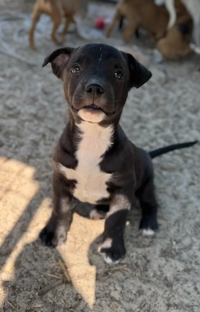 The Brain thumbnail 2