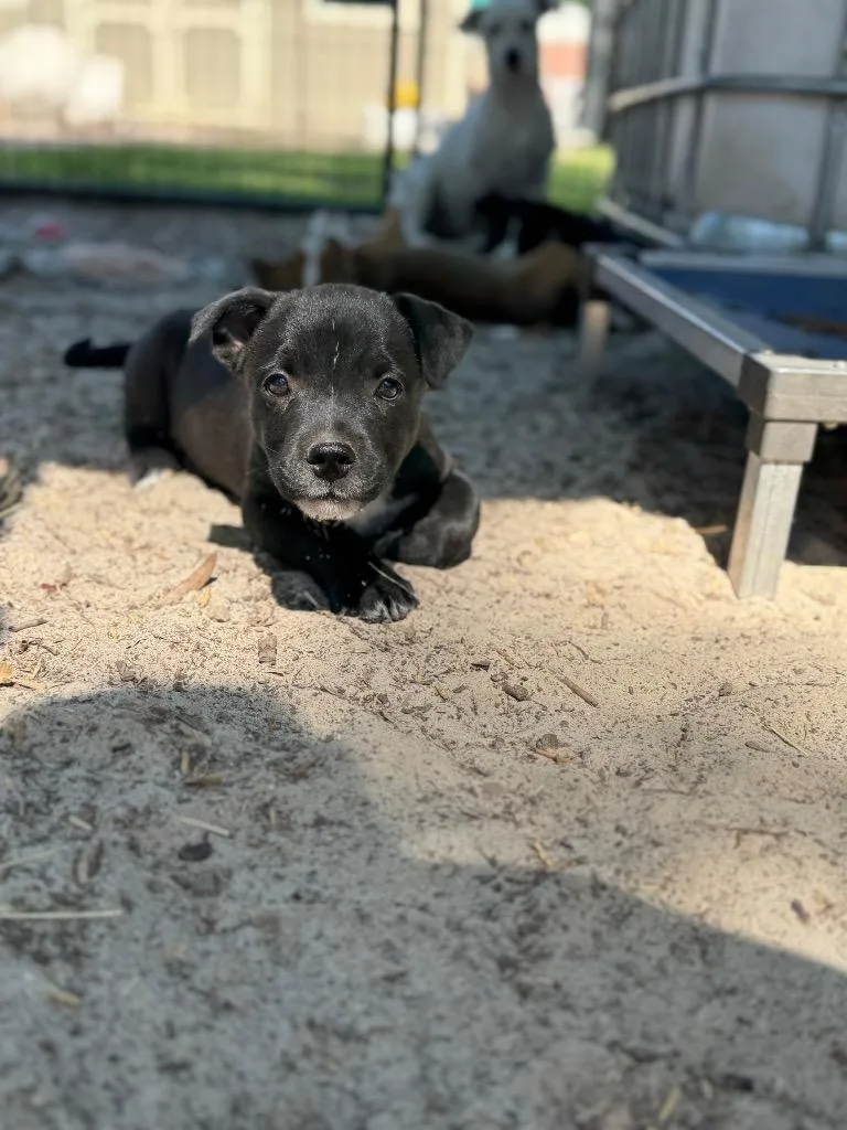 The Brain thumbnail 3