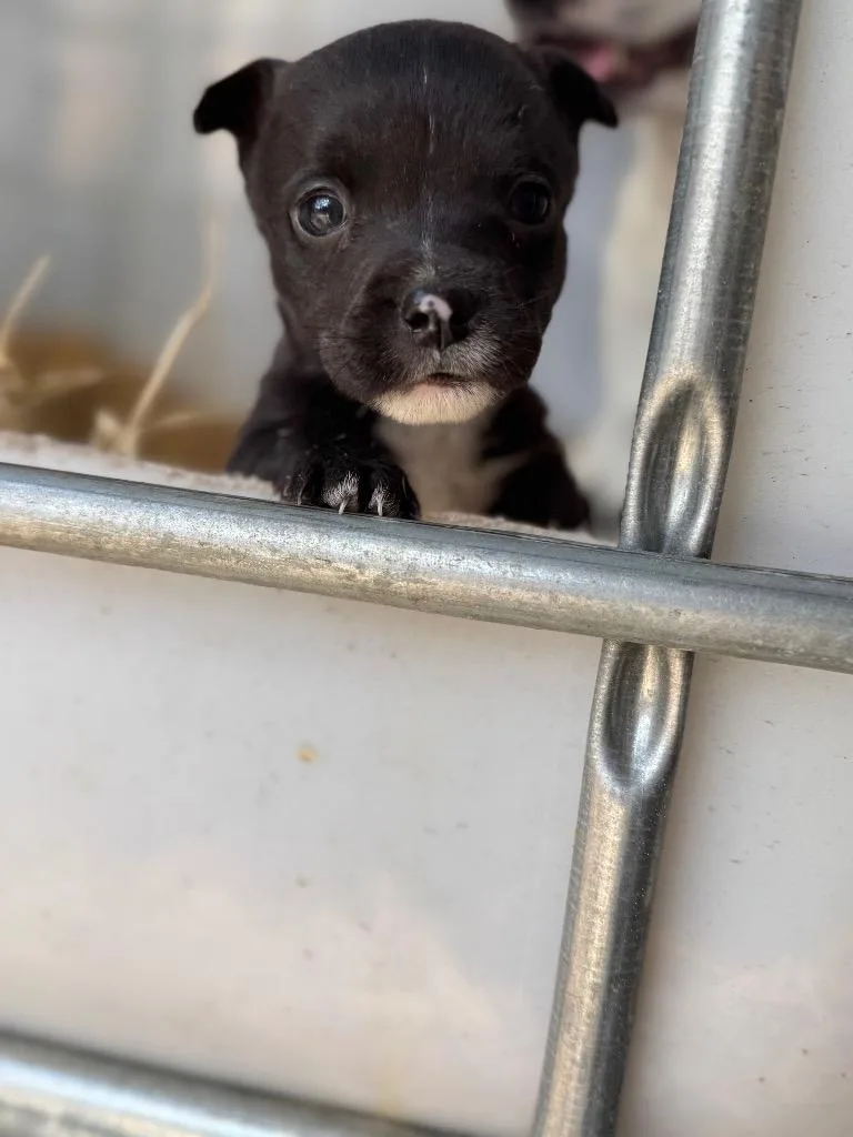 The Brain thumbnail 4