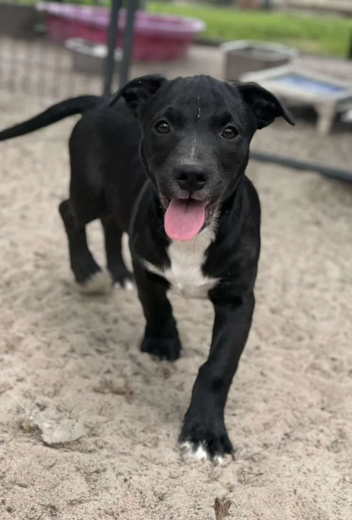 The Brain thumbnail 5